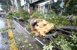 Bão Bavi gây thiệt hại lớn trên Bán đảo Triều Tiên