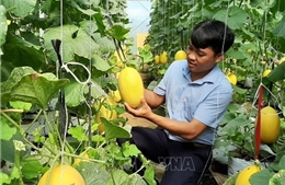 Nỗ lực giảm nghèo bền vững ở huyện miền núi Bác Ái, Ninh Thuận