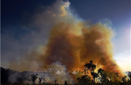 Thảm họa cháy rừng Brazil qua &#39;lời kể&#39; của báo đốm Amanaci