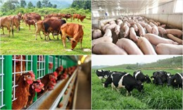 Thực hiện Chiến lược phát triển chăn nuôi: Lấy thị trường xuất khẩu làm động lực