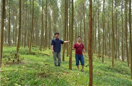 Yên Bái lan tỏa phong trào trồng rừng