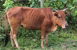Ngăn chặn bệnh viêm da nổi cục trên đàn trâu bò