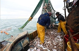 Vấn đề Brexit: Anh thể hiện thiện chí đàm phán về quy định đánh bắt cá