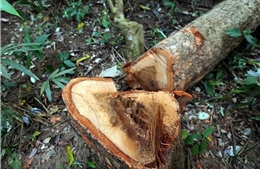 Bắt 3 đối tượng liên quan vụ phá rừng hương cổ thụ tại Gia Lai