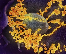 Kháng thể virus SARS-CoV-2 tồn tại trong cơ thể người bệnh ít nhất 6 tháng