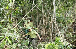  Quản lý bền vững rừng phòng hộ. Bài 1: Thực trạng khó khăn