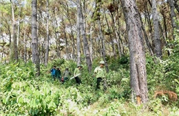Quản lý bền vững rừng phòng hộ - Bài cuối: Hướng phát triển