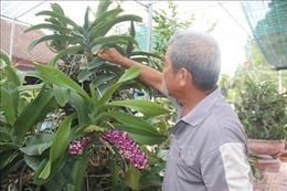 Người trồng hoa lan vụ Tết ở Bà Rịa-Vũng Tàu gặp khó 