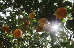 Nâng tầm trái cây Việt