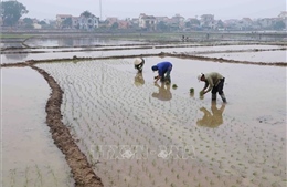 Gần 90% diện tích canh tác vụ Xuân ở Hà Nội đã có nước