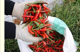 Truy xuất lô hàng ớt xuất khẩu sang Hàn Quốc