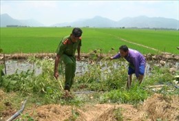 Tiêu hủy 32 cây cần sa tại một hộ dân ở xã biên giới ở An Giang