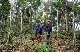 Hiệu quả giao khoán, bảo vệ rừng ở Tuyên Quang