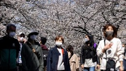 Người dân Tokyo đổ xô đi ngắm hoa anh đào bất chấp cảnh báo