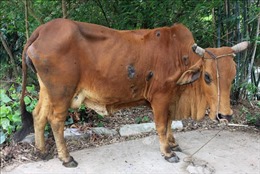 Bệnh viêm da nổi cục trên trâu, bò diễn biến phức tạp ở Thái Bình