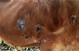 Triển khai quyết liệt các giải pháp phòng chống bệnh viêm da nổi cục trên trâu, bò