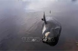 Cá voi nặng 300 kg dạt vào bờ biển Tuy Hòa