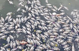 Cá chết bốc mùi nồng nặc tại hồ điều hòa Công viên Trung tâm TP Vinh