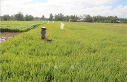 Nông dân Trà Vinh tăng thu nhập từ chuyển đổi lúa vụ 3 sang trồng màu