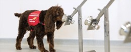 Nghiên cứu chứng minh chó nghiệp vụ có thể phát hiện tới 90% ca mắc COVID-19