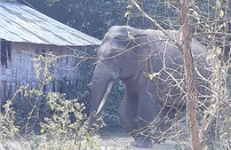 Đồng Nai: Cảnh báo người dân tránh khu vực có đàn voi rừng