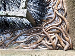 Hiệu quả từ nuôi thâm canh lươn đồng theo công nghệ tuần hoàn nước