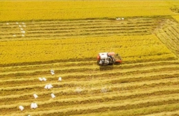 Thị trường nông sản tuần qua: Giá lúa ổn định