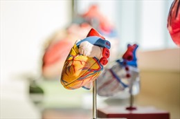 Australia chế tạo trái tim nhân tạo đầu tiên trên thế giới