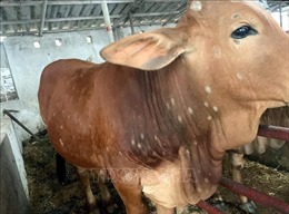 Bà Rịa-Vũng Tàu có trên 1.200 con bò bị bệnh viêm da nổi cục