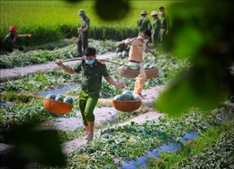 Đoàn viên thanh niên công an hỗ trợ bà con thu hoạch nông sản ở Yên Dũng