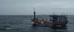 Quảng Ngãi: Một ngư dân mất tích khi câu mực trên biển
