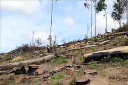 Nhiều hộ dân ngang nhiên xâm lấn đất rừng ở Kon Tum