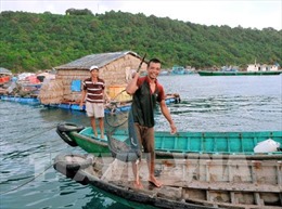 Phát triển nghề nuôi cá lồng bè Thổ Châu