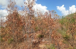 Nhiều diện tích rừng tại Bình Định bị chết khô do nắng hạn