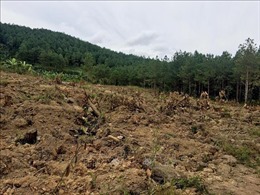 Thu hồi gần 70.000 m2 đất trồng rừng bị lấn chiếm trái phép ở Đắk Nông
