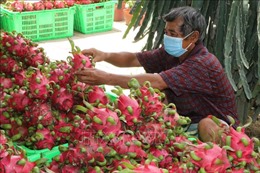 Thí điểm xuất khẩu nông sản qua cửa khẩu Lào Cai