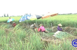 Giá sả thương phẩm tại vùng chuyên canh lớn nhất tỉnh Tiền Giang tăng trở lại