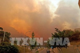 Ban bố tình trạng khẩn cấp do cháy rừng tại vùng Sicily, Italy 