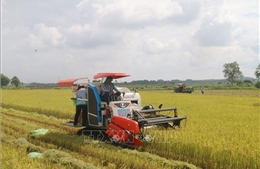 Tạo mọi điều kiện để nông dân kịp thu hoạch lúa vụ Hè Thu