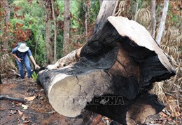 Phản hồi thông tin của TTXVN: Thường trực Tỉnh ủy Phú Yên yêu cầu kiểm tra, làm rõ vụ phá rừng phòng hộ Sơn Hòa