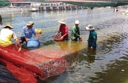 Giúp nông dân nuôi trồng thủy sản giải quyết hàng tồn