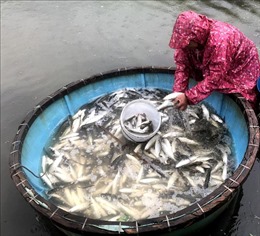 Quảng Ngãi hỗ trợ người dân tiêu thụ gần 300 tấn hải sản tồn đọng do ảnh hưởng của dịch COVID-19