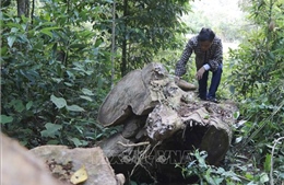 Gian nan bài toán giữ rừng ở vùng cao Nà Nhạn, Điện Biên