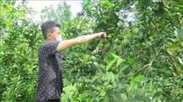 Thừa Thiên - Huế phát triển bền vững vùng trồng cam Nam Đông