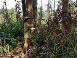 Kon Tum: Thực hiện tốt chính sách chi trả dịch vụ môi trường rừng