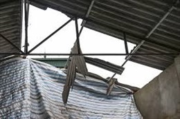 Nghệ An: Mưa lớn, dống lốc làm tốc mái nhà dân, ngã đổ cột điện
