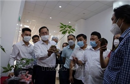 Phát triển sâm Lai Châu trở thành cây dược liệu chủ lực