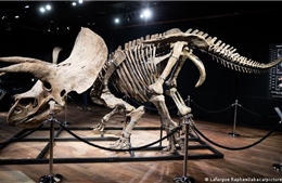 Bộ xương khủng long 3 sừng lớn nhất được bán đấu giá hơn 7,6 triệu USD