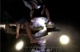 Đưa cá thể rùa biển nặng 120kg trở lại biển