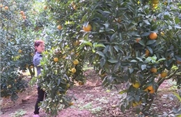 Lan tỏa làm theo Bác ở vùng cao Mường La